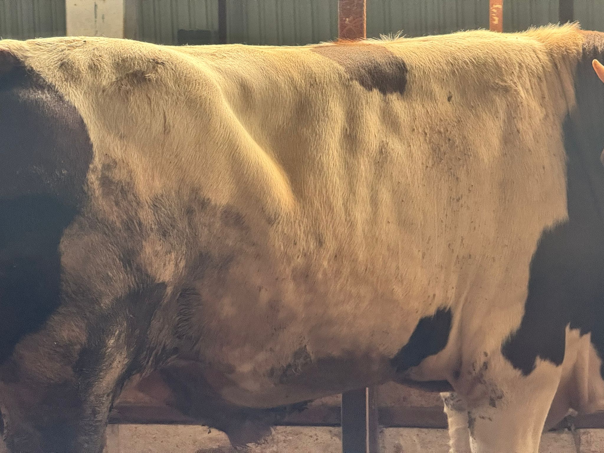 Kurbanlık Deri Yakın Çekim